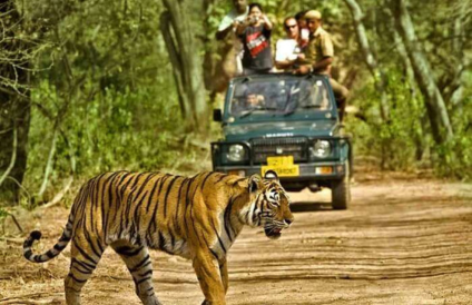 Wildlife Tour Packages